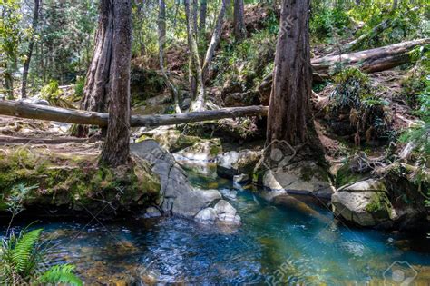 Le Parc Arví: Une Oasis Verte en Plein Coeur de la Ville et des Aventures Naturelles Inoubliables!