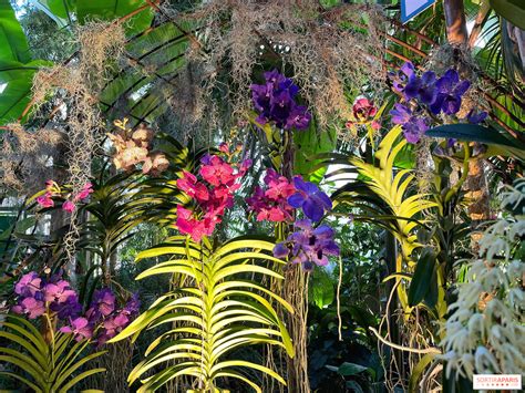 Le Parc des Orchidées Vibrantes d'Xiangyang: Un Oasis de Beauté Exotique et de Tranquillité Exceptionnelle!