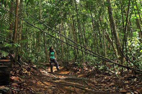  Le Taman Negara : Une immersion brute et luxuriante dans la plus ancienne forêt tropicale du monde